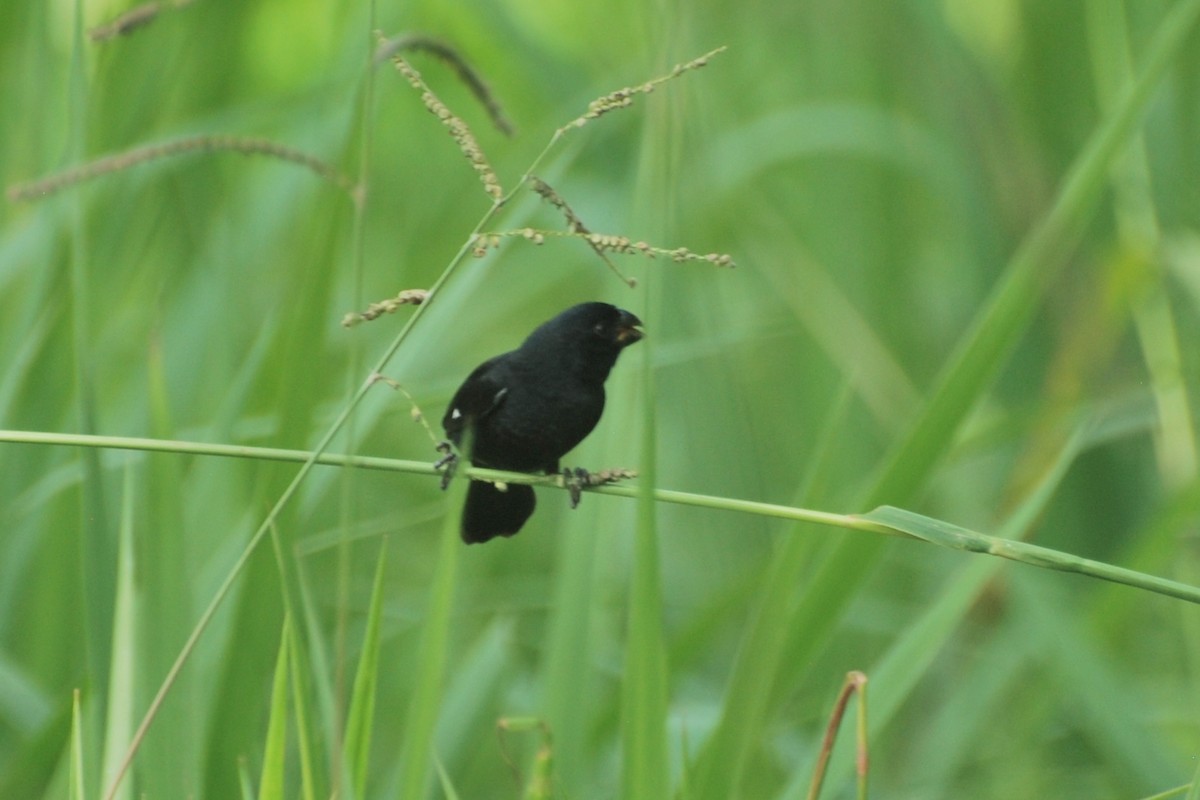 Variable Seedeater - ML533439791