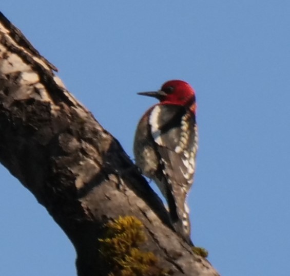 Red-breasted Sapsucker - ML533440181