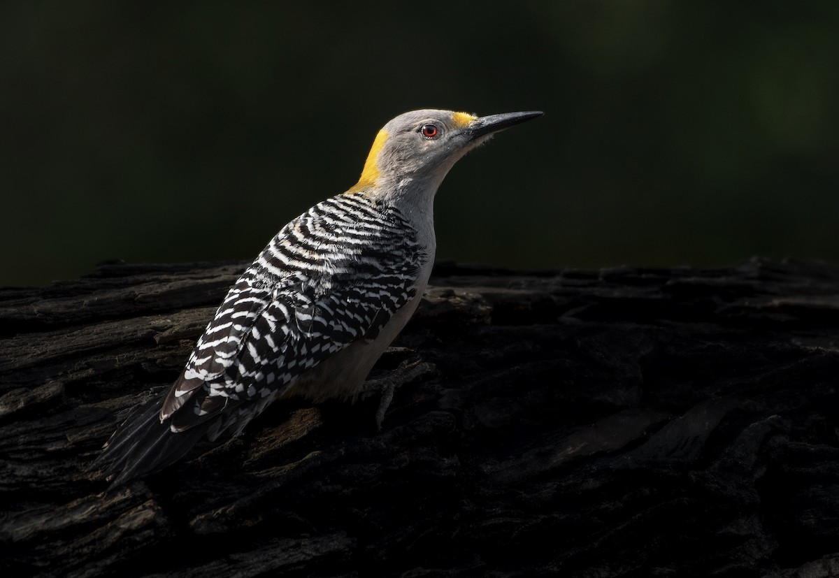 Golden-fronted Woodpecker - Brian Genge