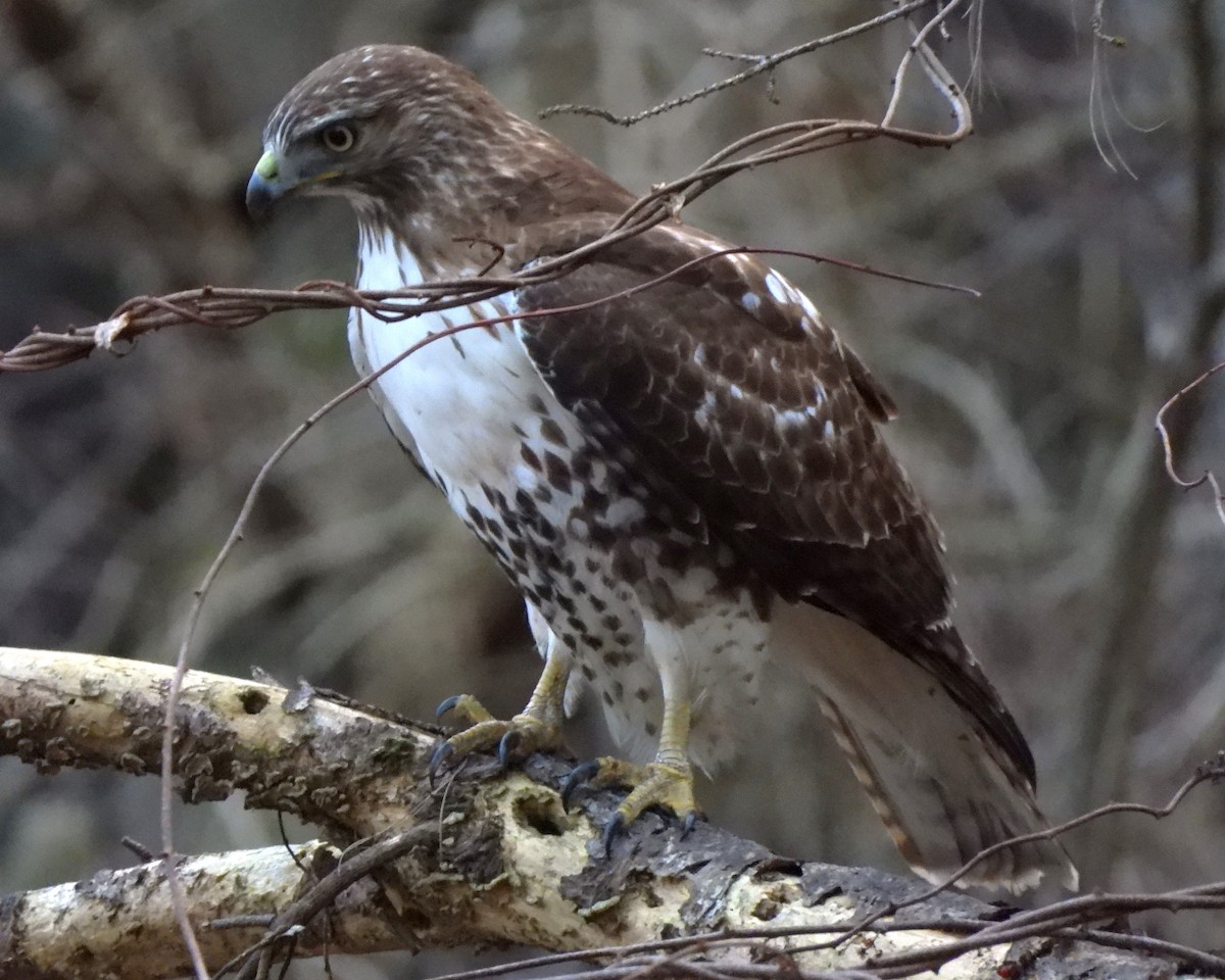 Red-tailed Hawk - ML533445761