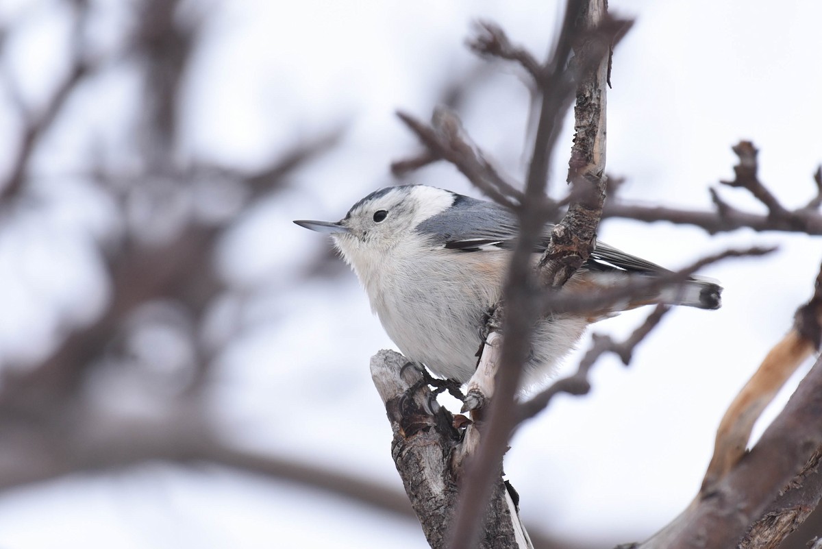 White-breasted Nuthatch - ML533447481