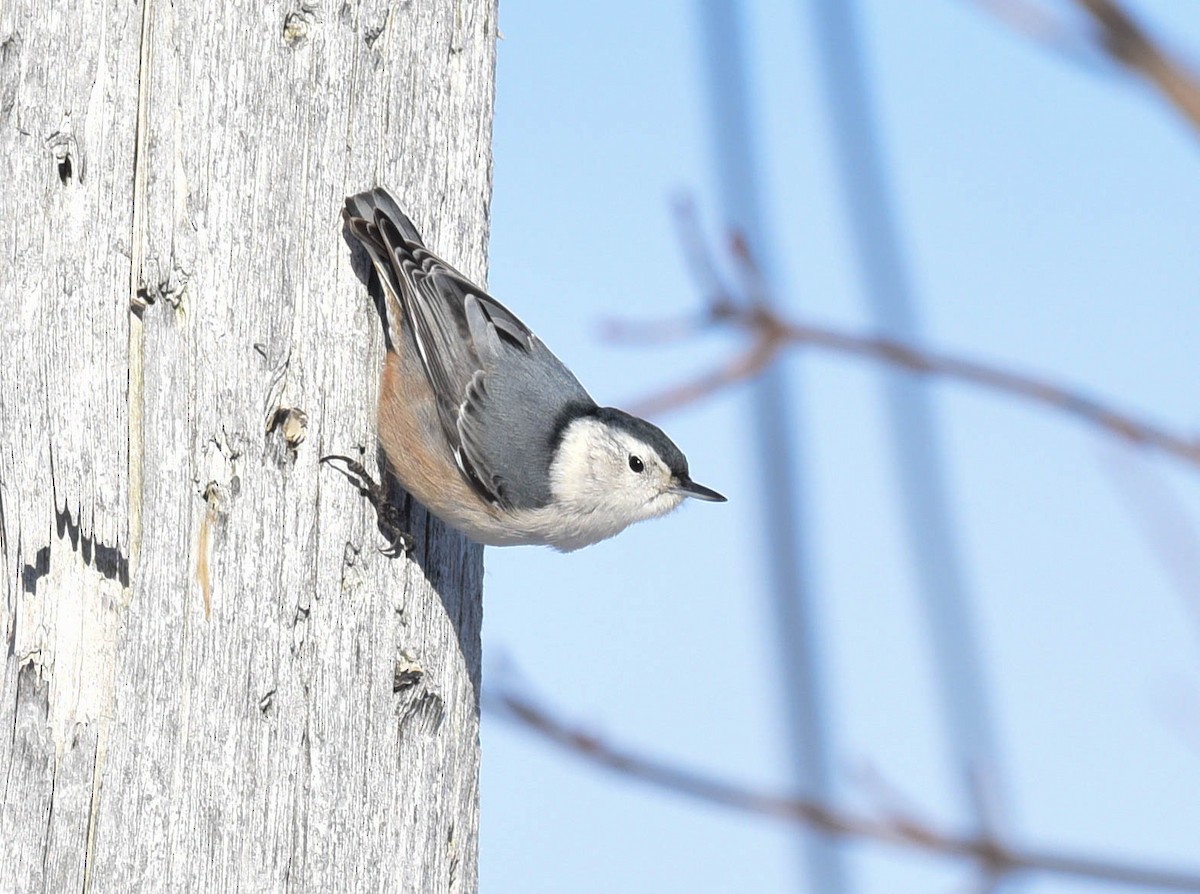 White-breasted Nuthatch - ML533447501