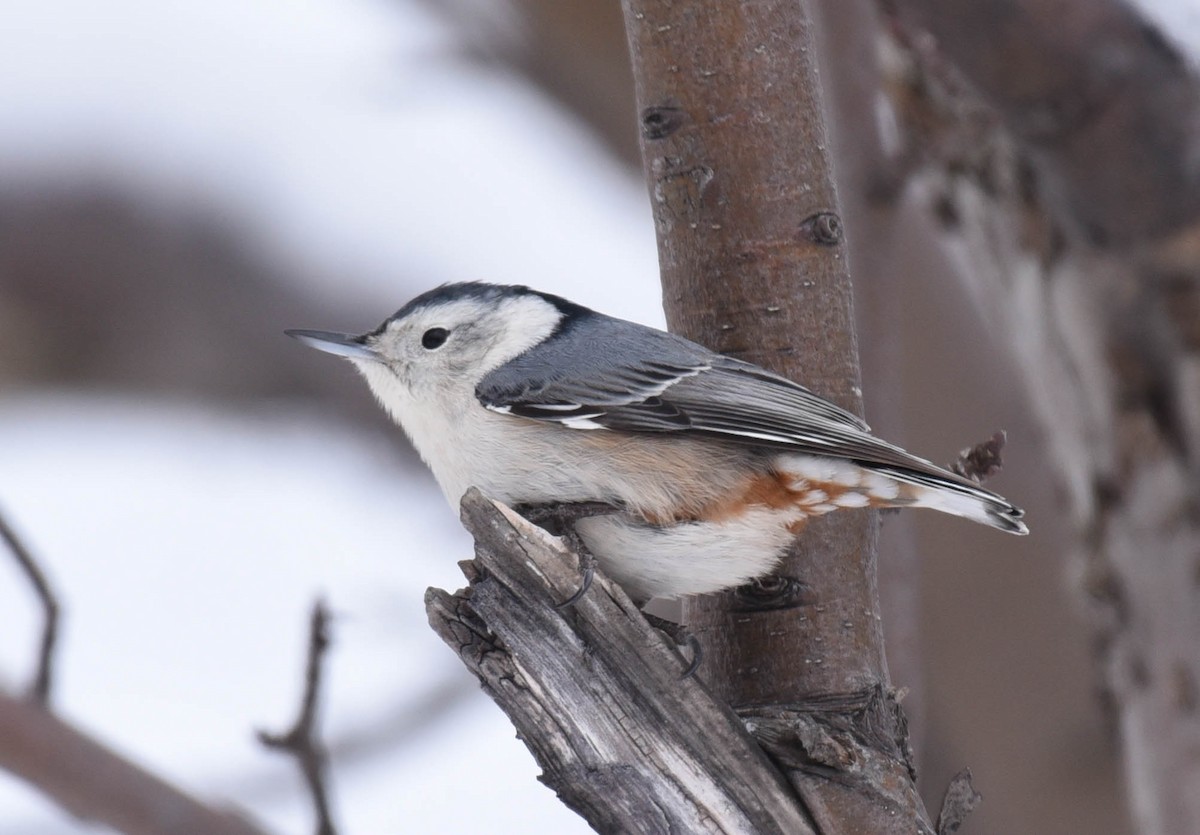 White-breasted Nuthatch - ML533447541