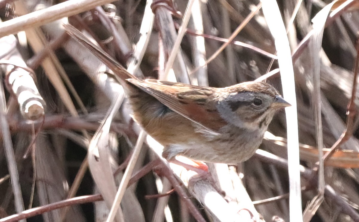 Swamp Sparrow - ML533447821