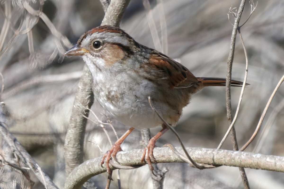 Swamp Sparrow - ML533448001