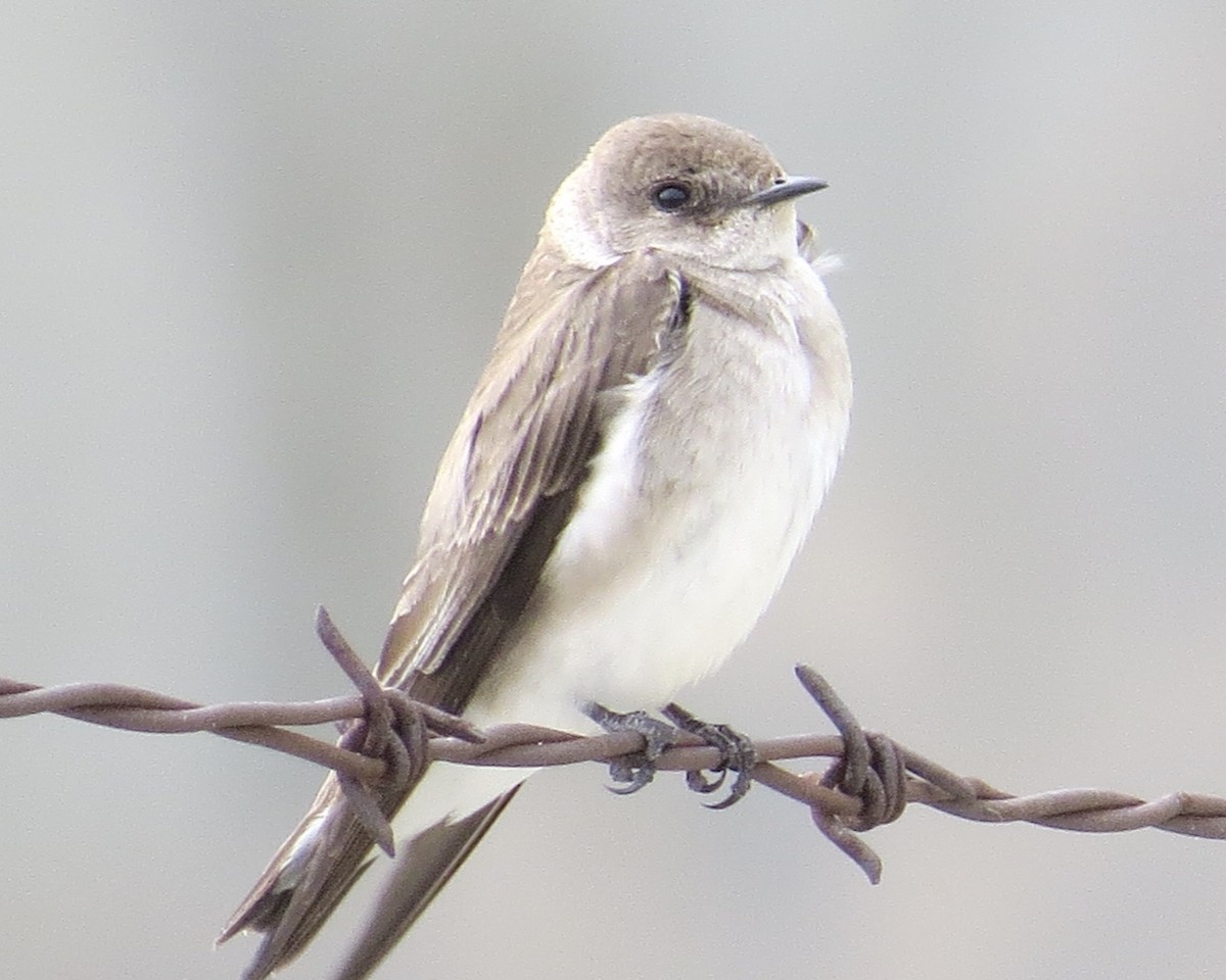 Northern Rough-winged Swallow - ML533452911
