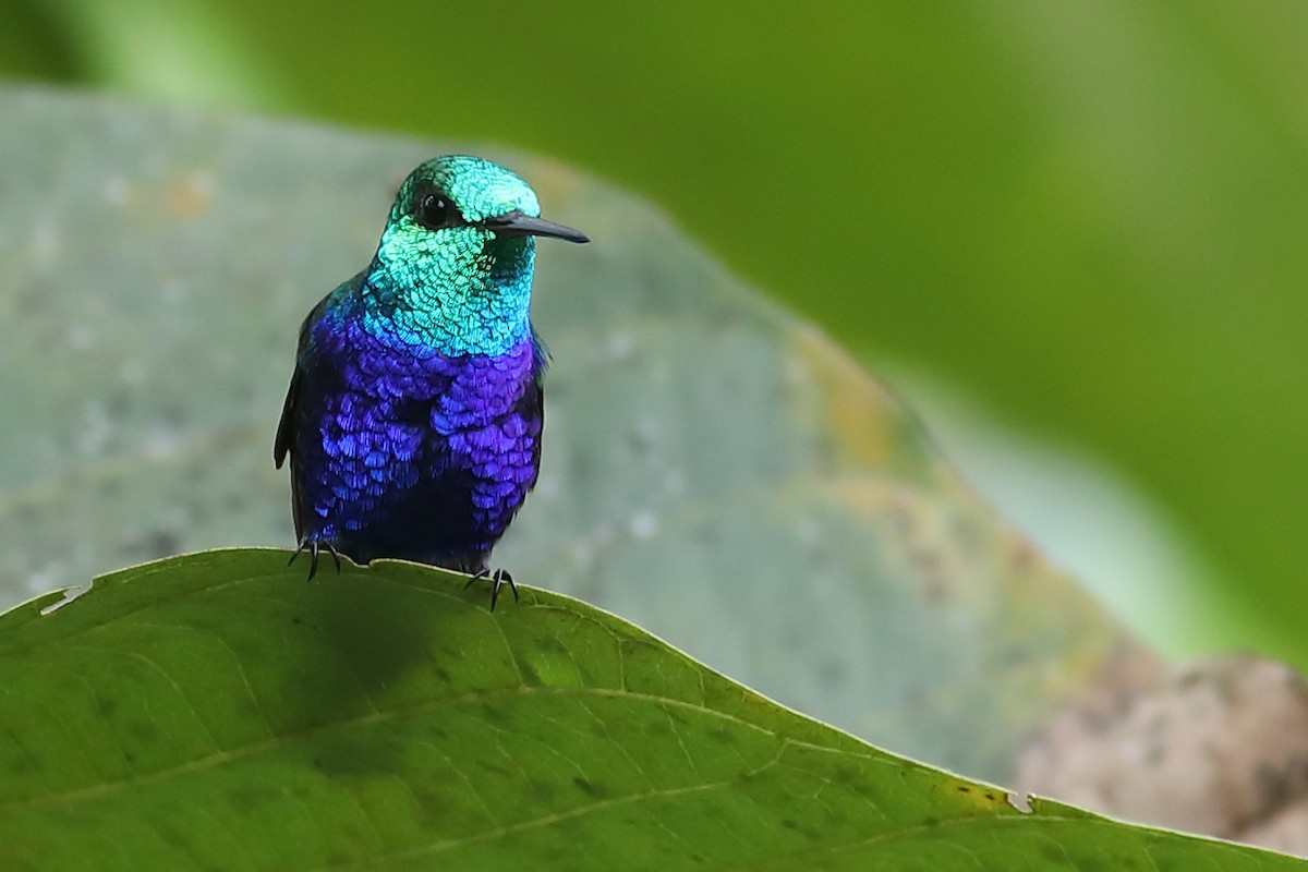 Violet-bellied Hummingbird - Graham Montgomery