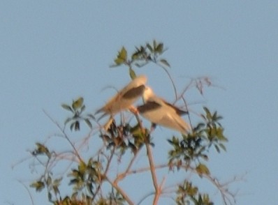 White-tailed Kite - ML533462151