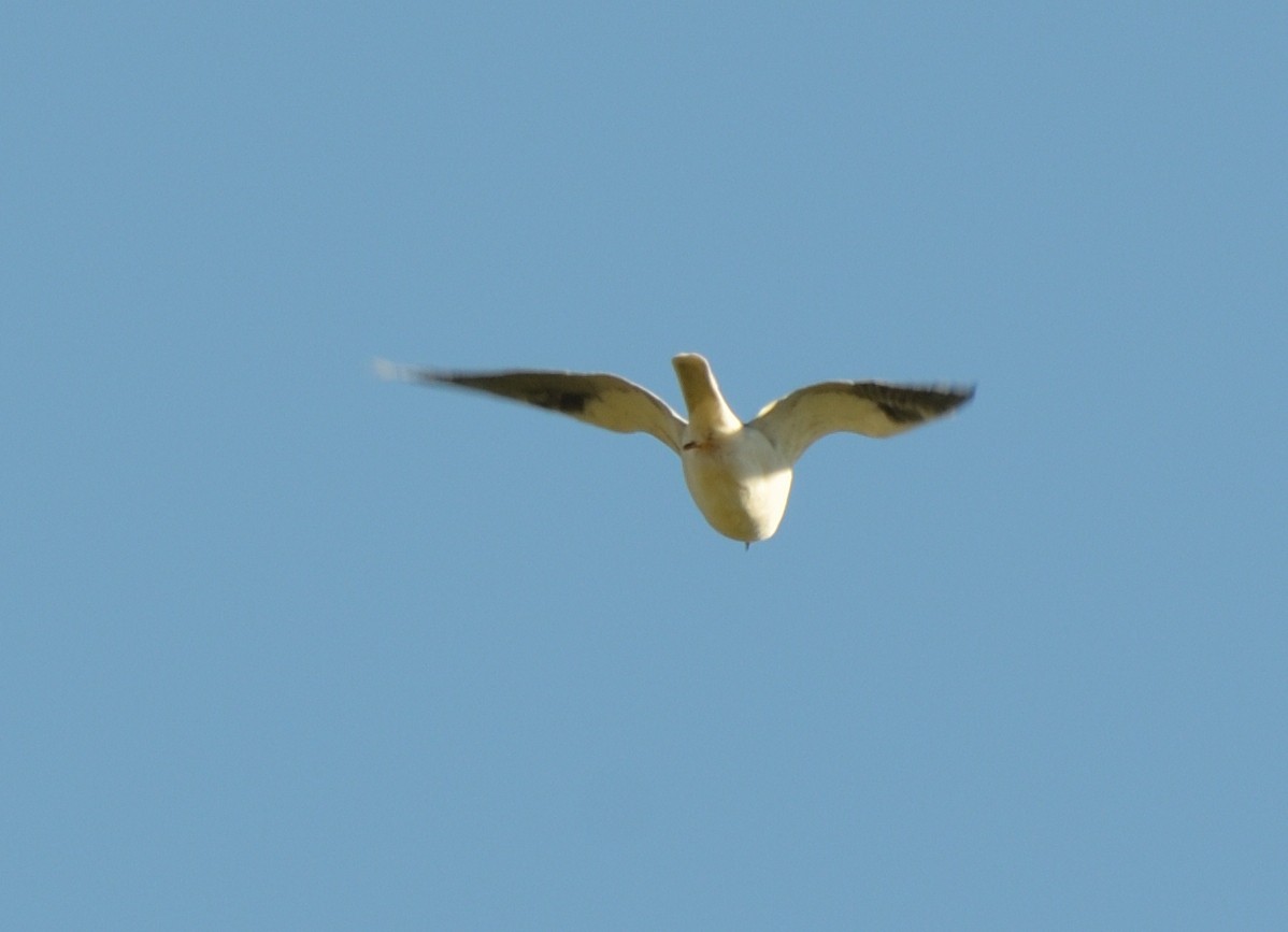 White-tailed Kite - ML533462171