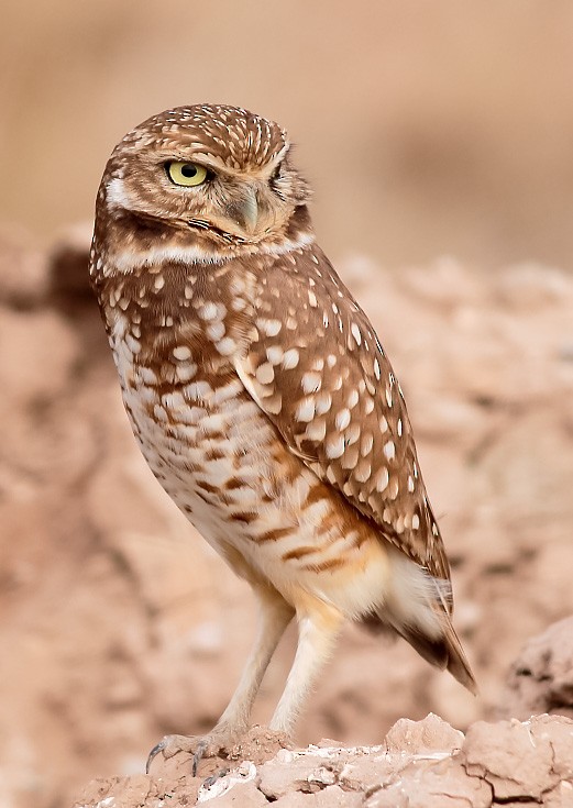 Burrowing Owl - ML533465561