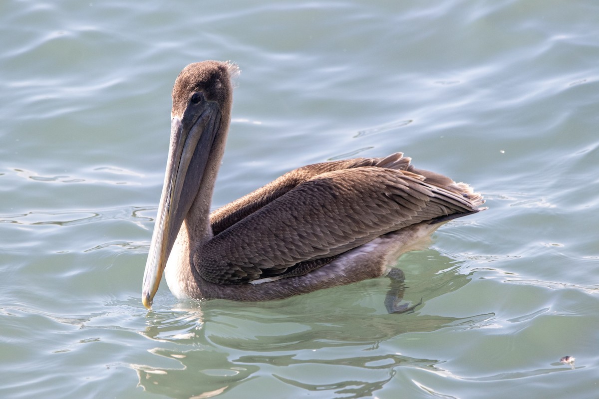 pelikán hnědý - ML533468701