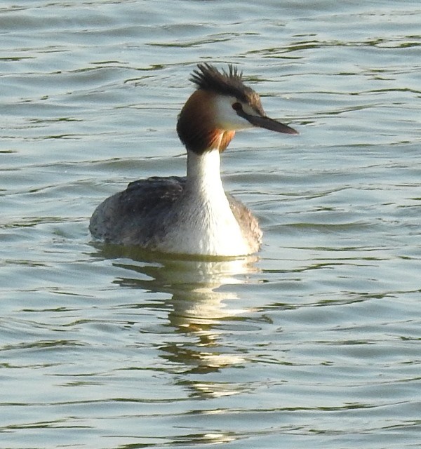 Great Crested Grebe - ML533470801