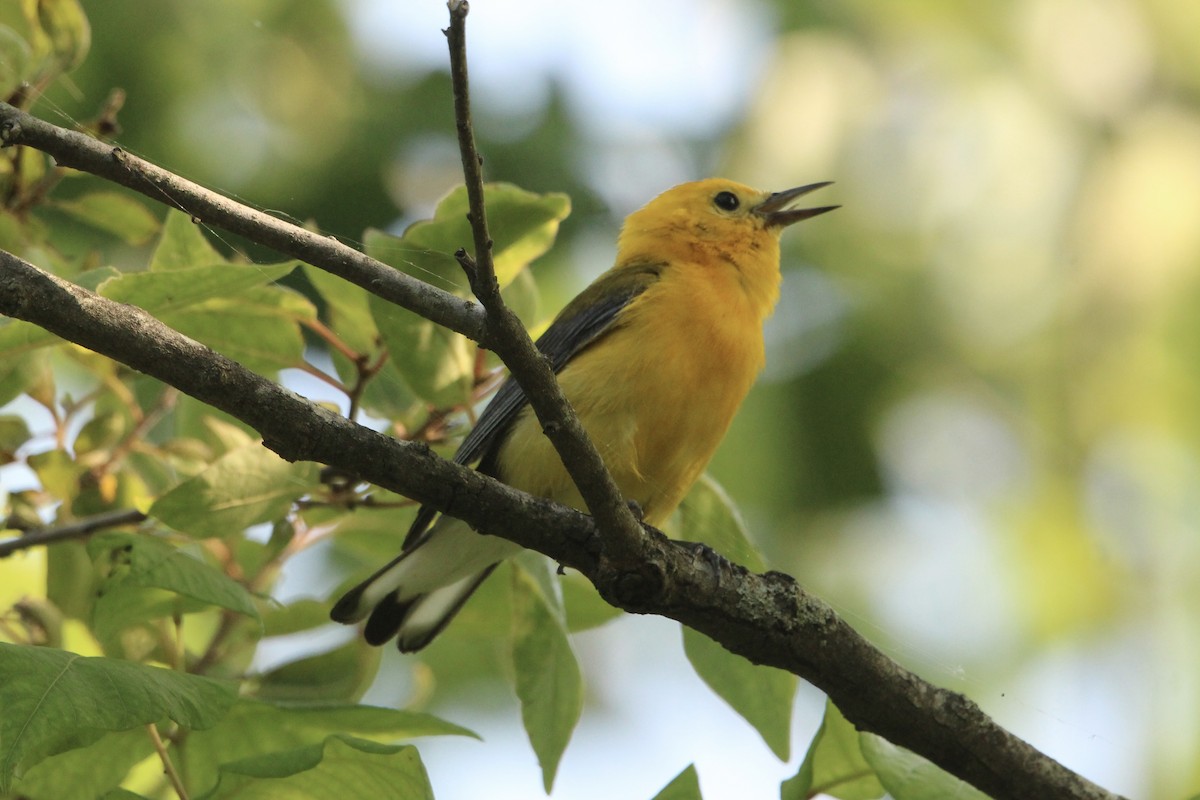 Prothonotary Warbler - ML533478691