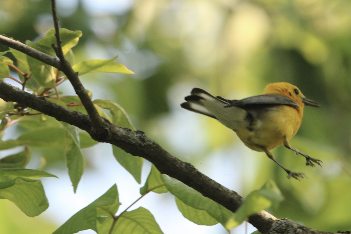 Prothonotary Warbler - ML533478701