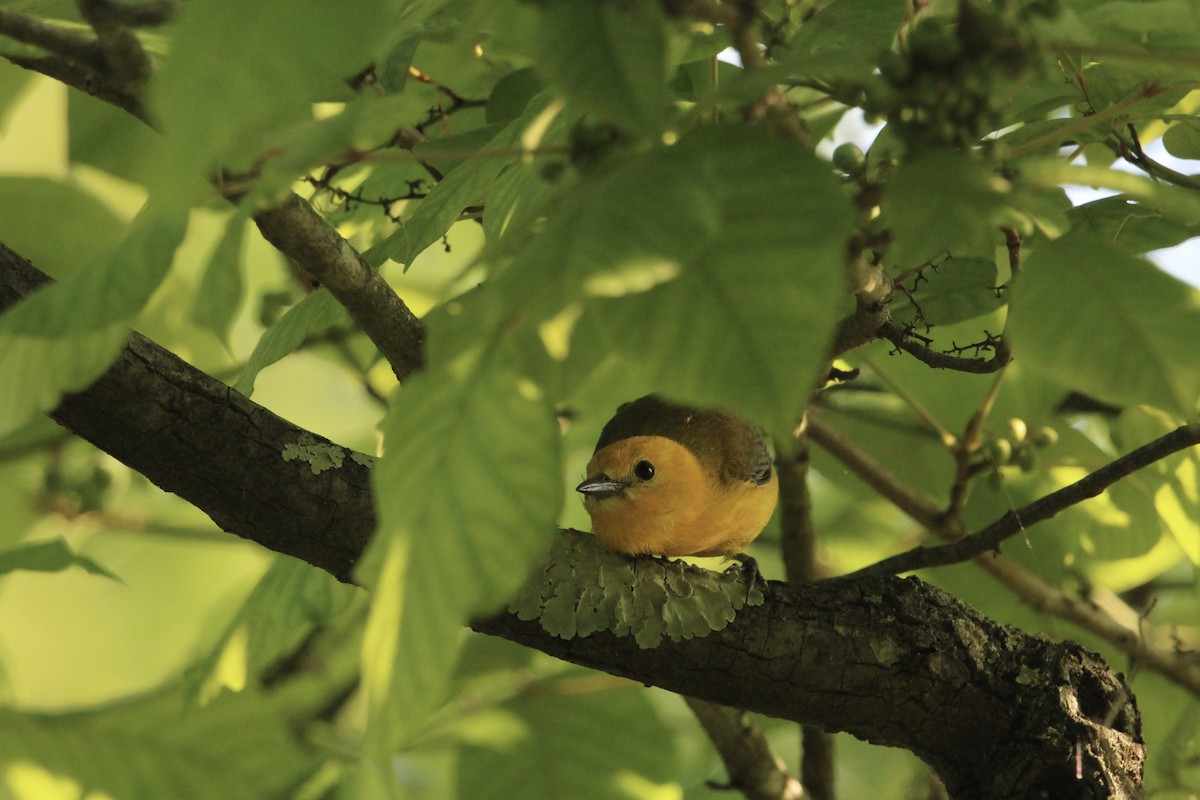 Prothonotary Warbler - ML533478711