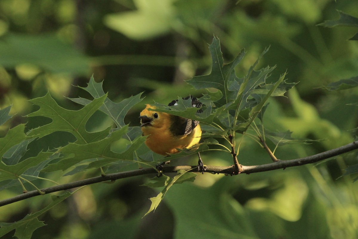 Prothonotary Warbler - ML533478721