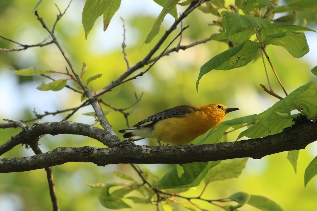 Prothonotary Warbler - ML533478731