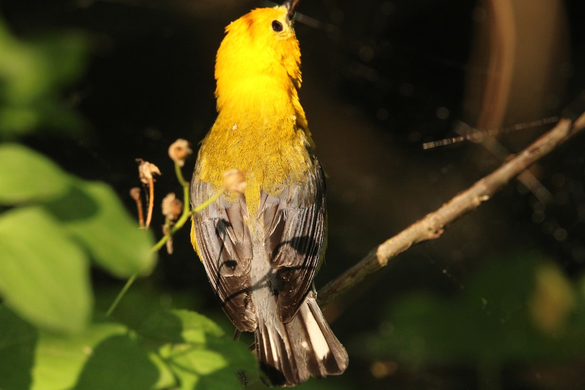 Prothonotary Warbler - Kevin Denice
