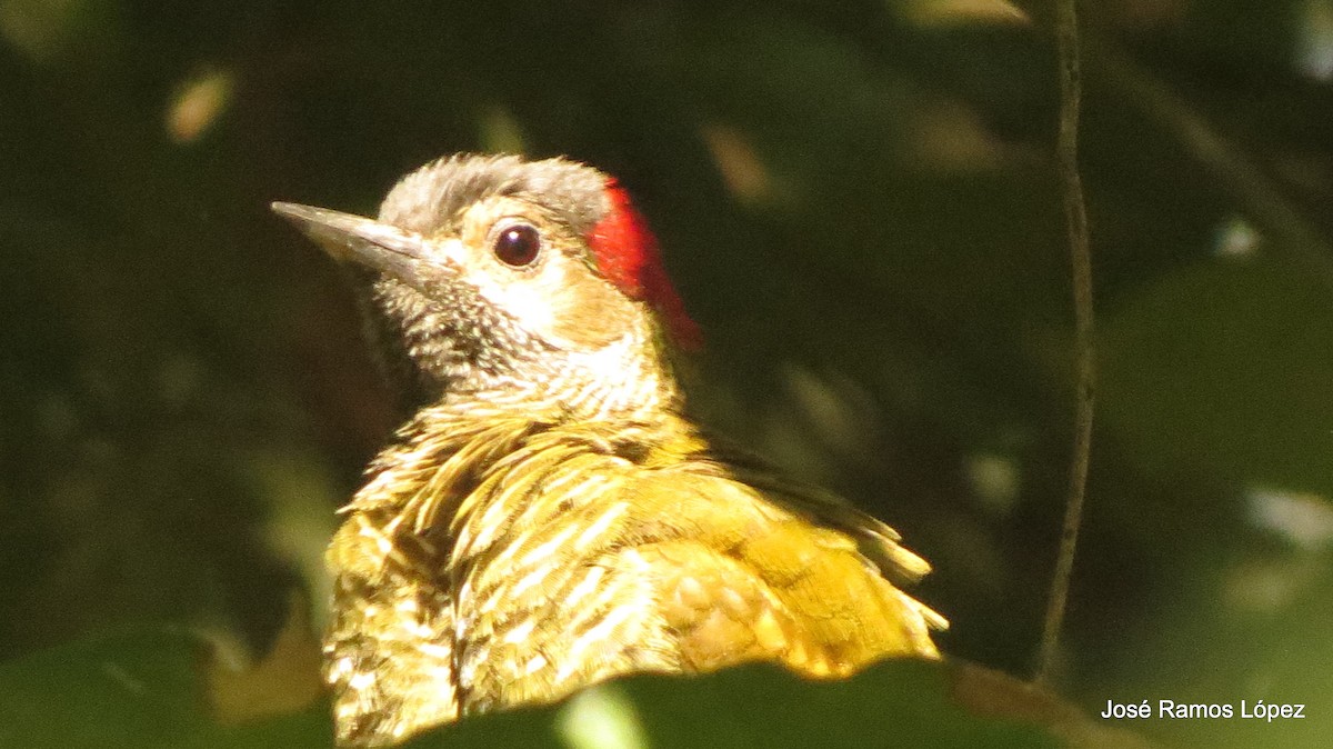 Golden-olive Woodpecker - ML533479061