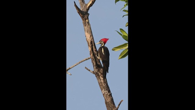 Lineated Woodpecker - ML533484841