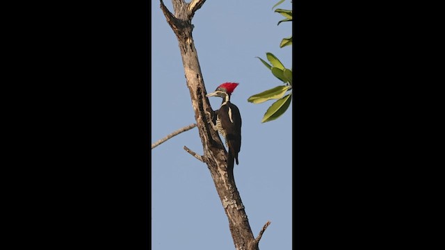 Lineated Woodpecker - ML533484851