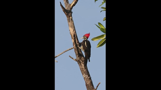 Lineated Woodpecker - ML533484861