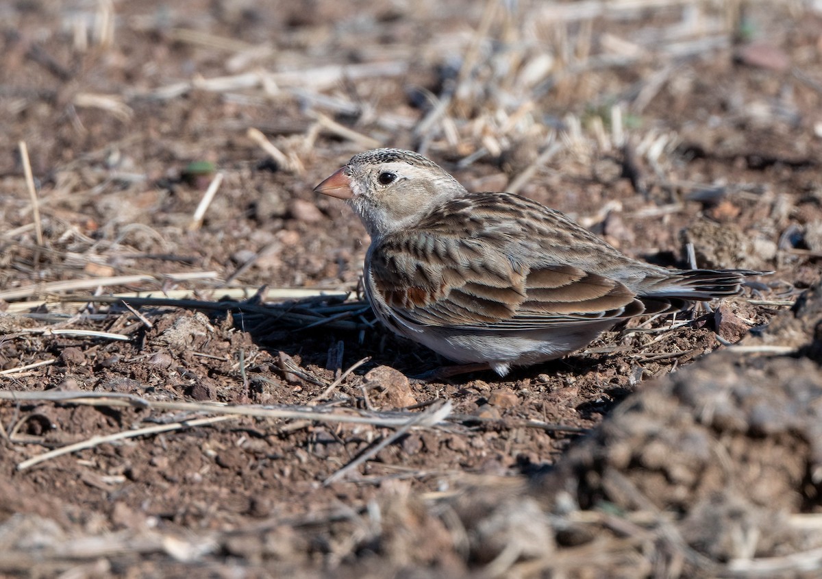 Thick-billed Longspur - ML533487841