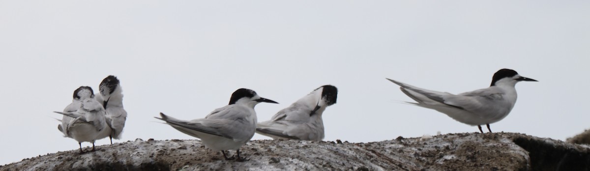White-fronted Tern - ML533488061