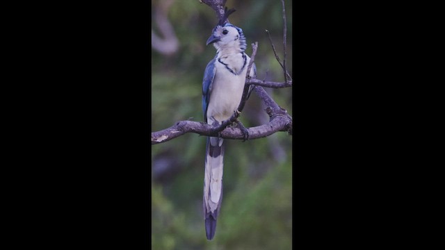 White-throated Magpie-Jay - ML533488281