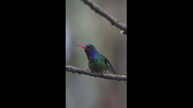 Blue-throated Goldentail - ML533489101