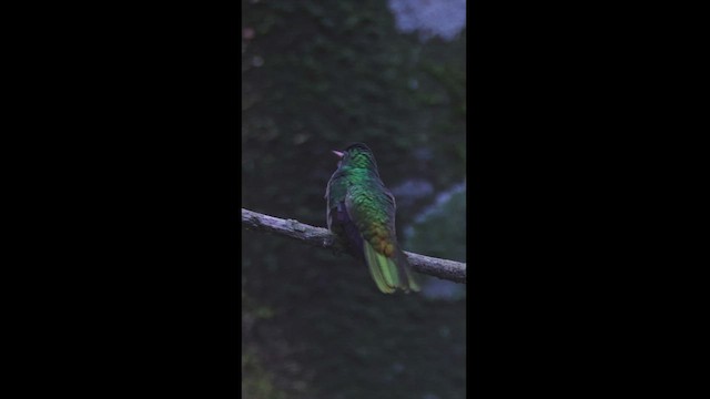 Blue-throated Goldentail - ML533489111