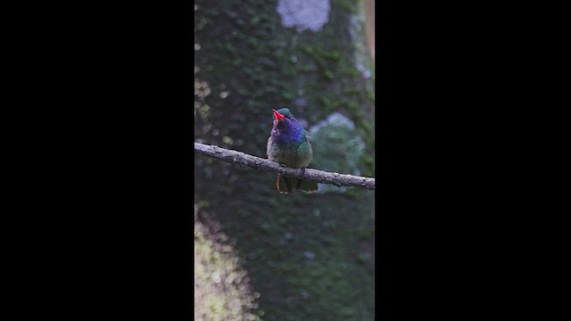 kolibřík zlatoocasý - ML533489131