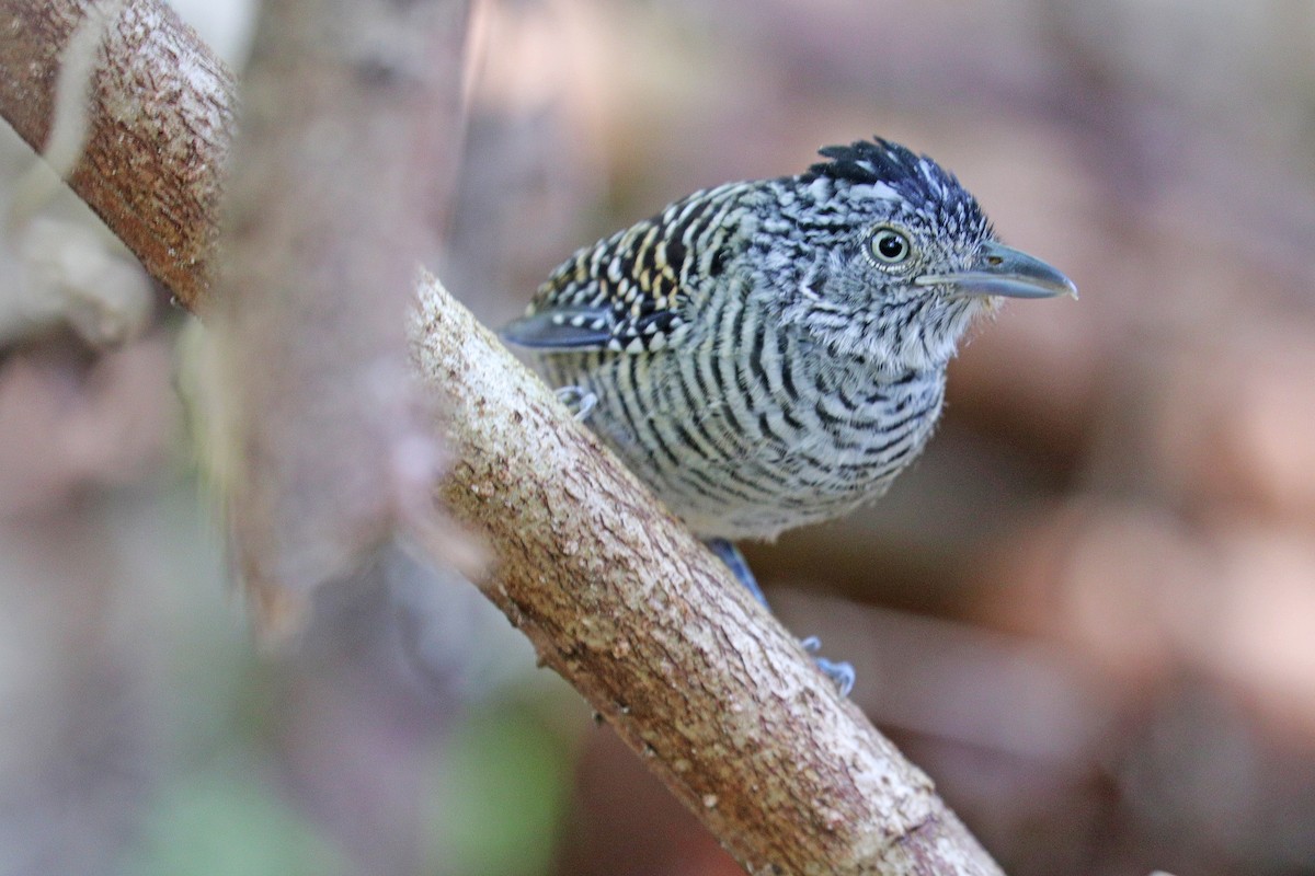 Barred Antshrike - Nathan Wall