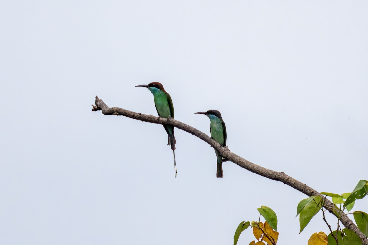 Blue-throated Bee-eater - ML533491871