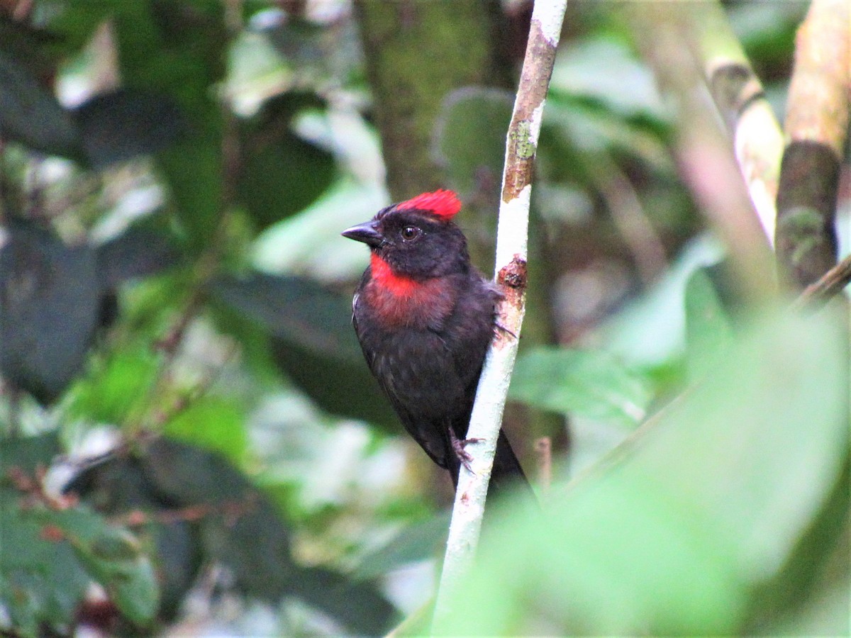 Sooty Ant-Tanager - ML533492161