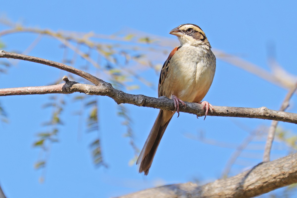 Stripe-headed Sparrow - ML533492931