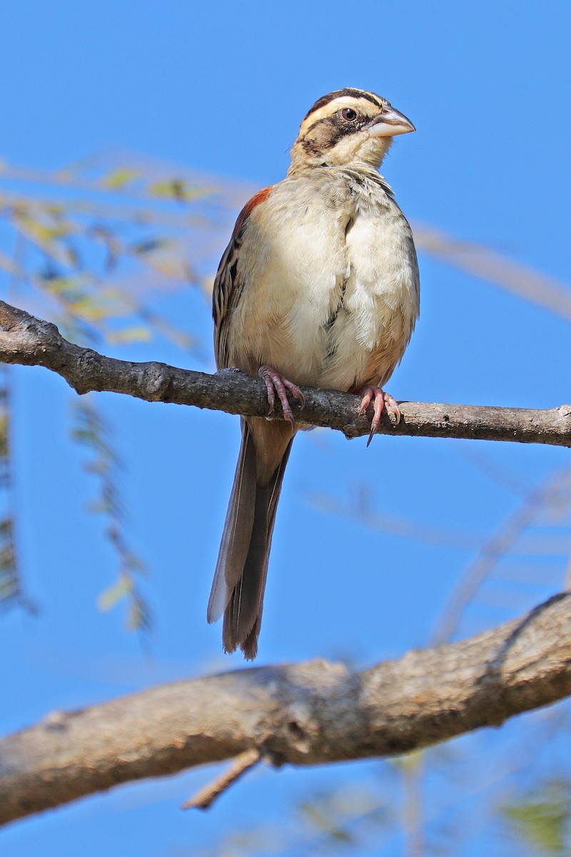 Stripe-headed Sparrow - Nathan Wall