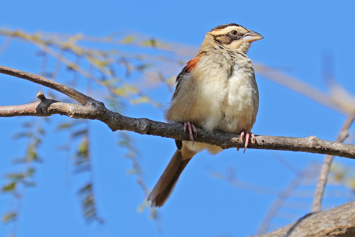 Stripe-headed Sparrow - Nathan Wall