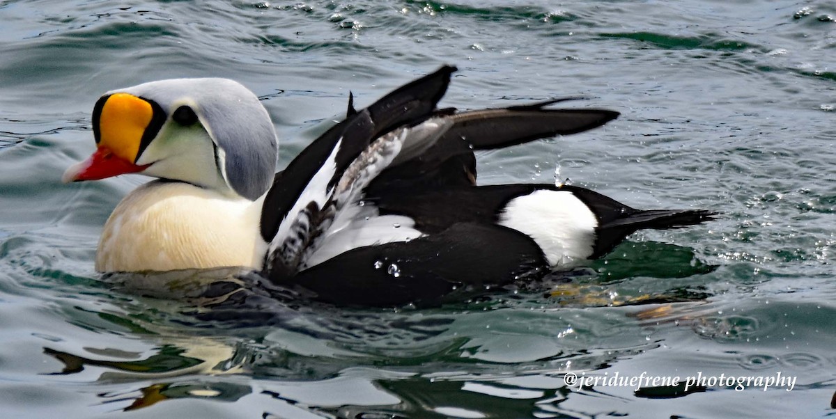 eBird Checklist 3 Apr 2017 Cape Cod CanalHerring Run 6 species