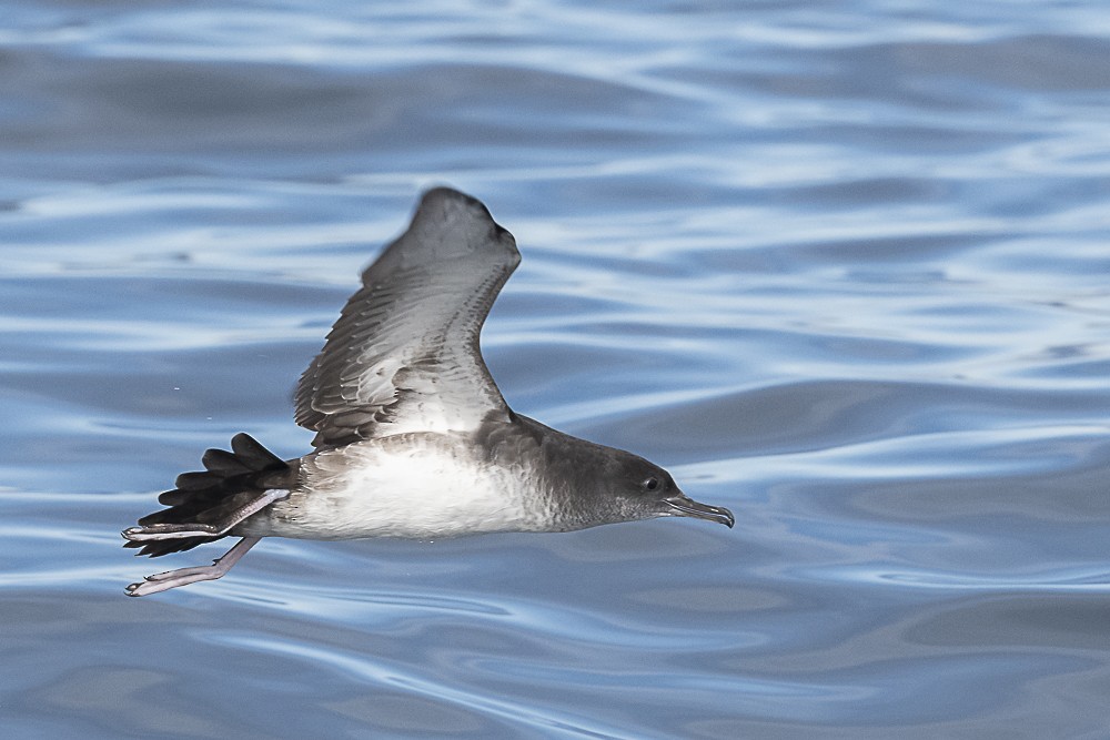 Pink-footed Shearwater - ML533493781