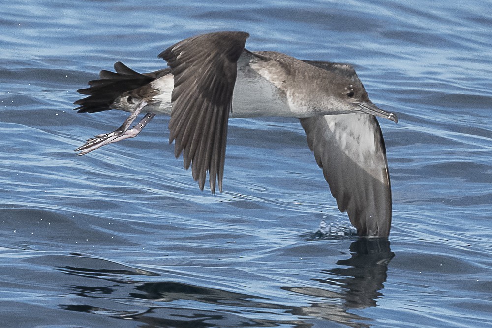 Pink-footed Shearwater - ML533493791