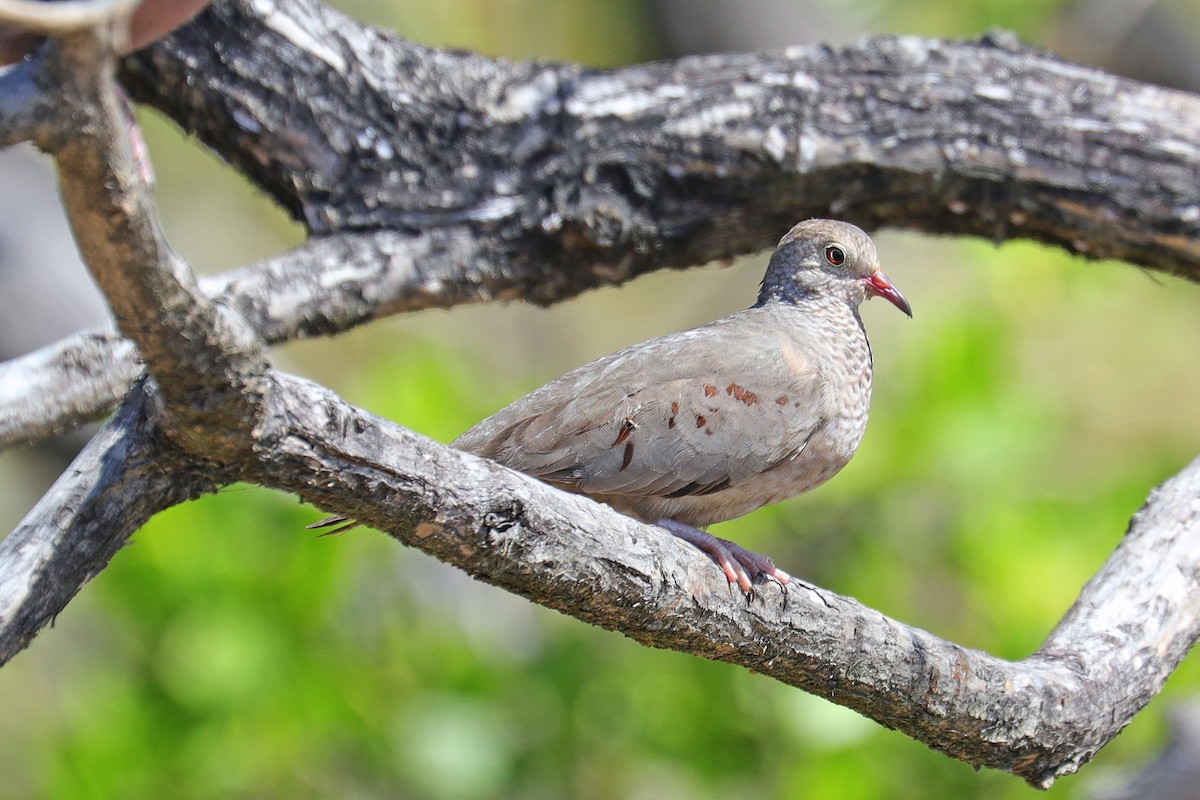 Common Ground Dove - Nathan Wall