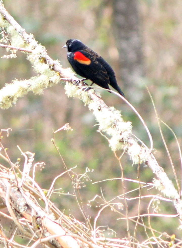 Red-winged Blackbird - ML53349851