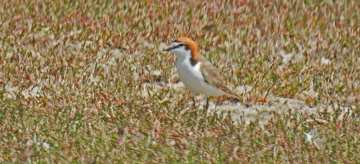 Red-capped Plover - ML533503591