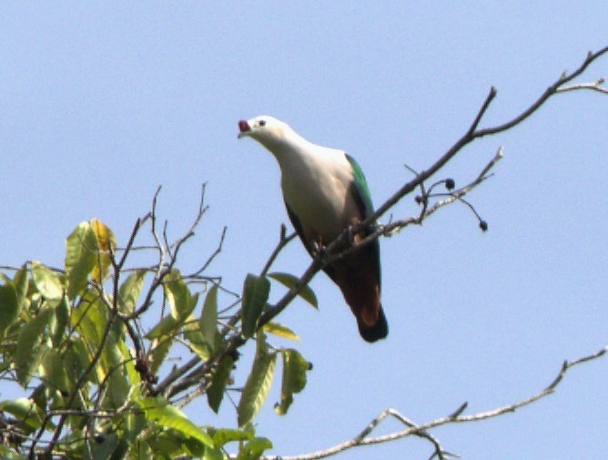 Red-knobbed Imperial-Pigeon - ML533504821