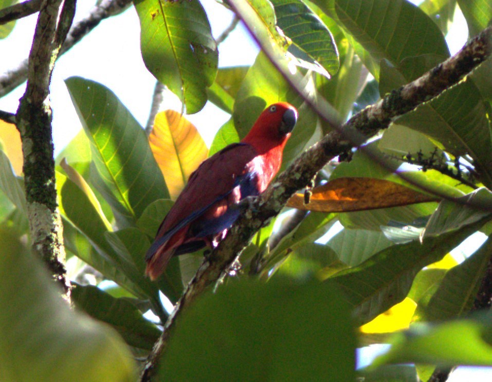 Papua Eklektus Papağanı - ML533505371