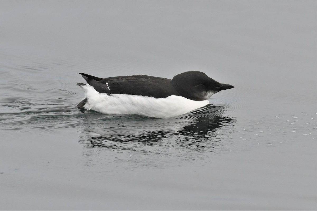 Thick-billed Murre - ML533509241