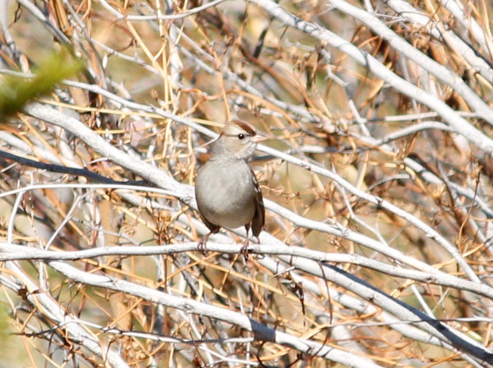 White-crowned Sparrow - ML533514741