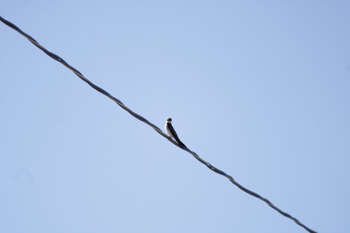 Northern Rough-winged Swallow - ML533514911