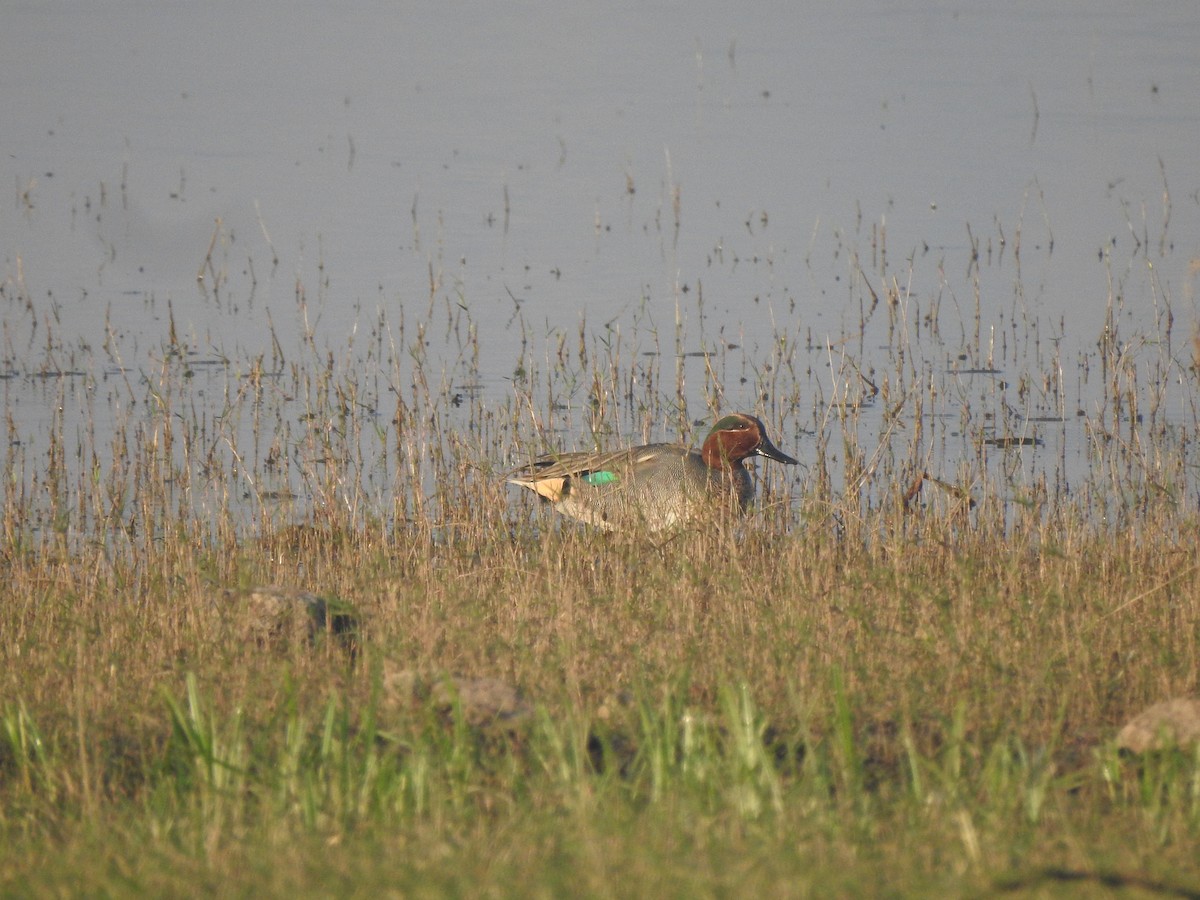 Green-winged Teal - ML533522241